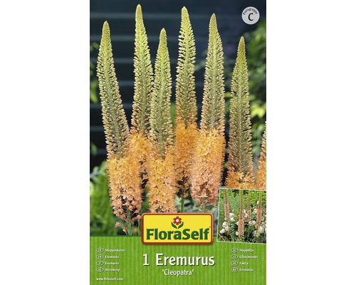 Balení rostliny Eremurus Cleopatra