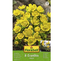 FloraSelf Eranthis cilicica, talovín zimní, 8 kusů