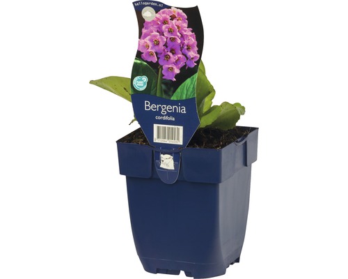 Bergénie v květináči
