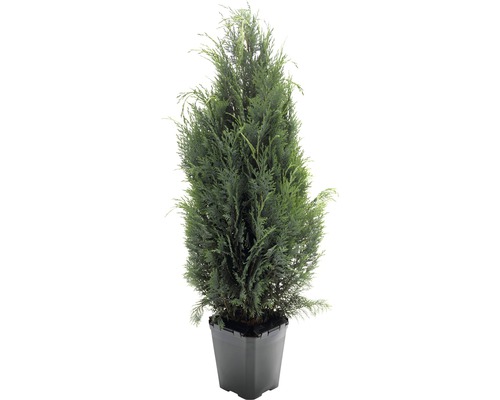 Cypřišek lawsonův modrý FloraSelf Chamaecyparis lawsoniana 'Columnaris Glauca' 125-150 cm v cklick květináči