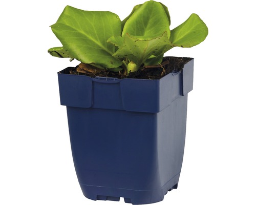 Bergénie v květináči