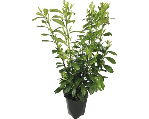 Bobkovišeň v květináči