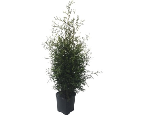 Zerav v květináči