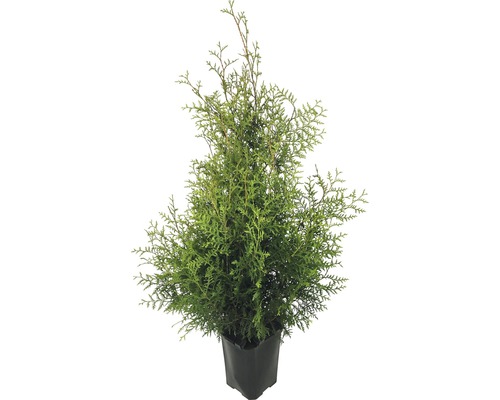 Túje/zerav západní FloraSelf thuja occidentalis 'Brabant' 125-150 cm v cklick květináči