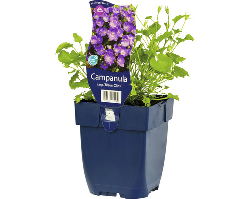 Zvonek nízký karpatský FloraSelf Campanula carpatica 'Blaue Clips' 5-20 cm květináč 0,5 l