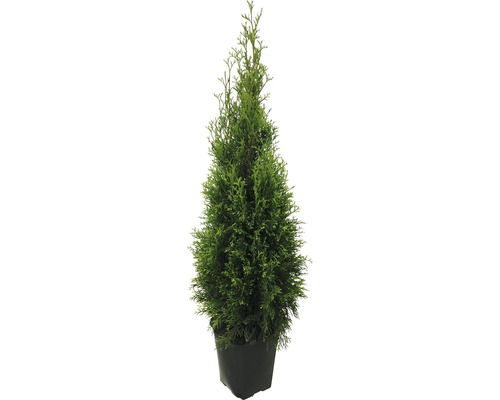 Túje/zerav FloraSelf thuja occidentalis 'Smaragd' 125-150 cm v click květináči