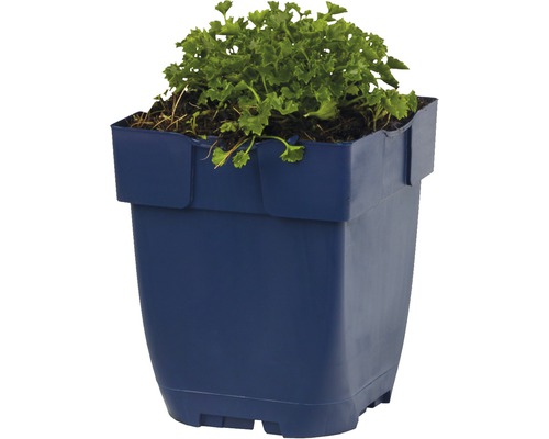 Květináč s rostlinou