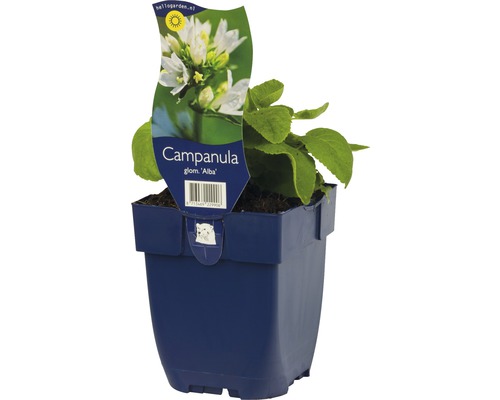 Zvonek klubkatý FloraSelf Campanula glomerata 'Alba' výška 5-20 cm květináč 0,5 l Zvonky v květináči