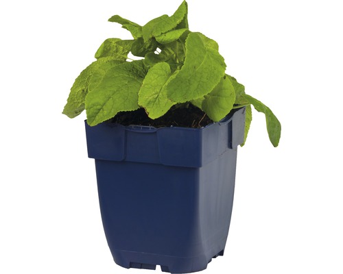 Oman pravý v květináči