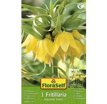 Balení koruny ''Lutea'' s žlutými květy