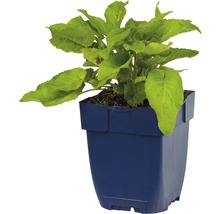 Zvonek klubkatý FloraSelf Campanula glomerata výška 5-20 cm květináč 0,5 l