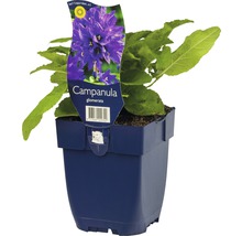 Zvonek klubkatý FloraSelf Campanula glomerata výška 5-20 cm květináč 0,5 l