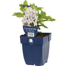 Zvonek bělokvětý Campanula lactiflora 'Loddon Anna' 5-100 cm květináč 0,5 l