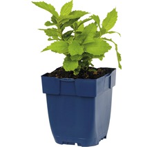Zvonek bělokvětý Campanula lactiflora 'Loddon Anna' 5-100 cm květináč 0,5 l