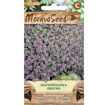Mateřídouška obecná MoravoSeed