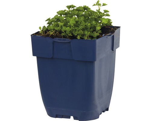 Květináč se zelenou rostlinou