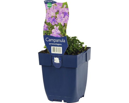 Zvonek Poscharkův FloraSelf Campanula poscharskyana 'Catharina' 5-15 cm květináč 0,5 l