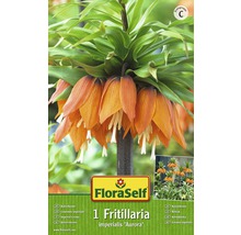 Řebčík královský, botanický název Fritillaria imperialis ''Aurora''
