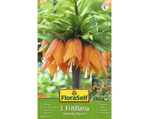 Řebčík královský, botanický název Fritillaria imperialis ''Aurora''