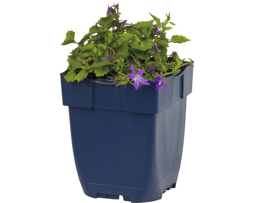 Zvonek v květináči