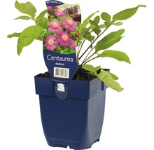 Chrpa bělavá FloraSelf Centaurea dealbata výška 5-50 cm květináč 0,5 l