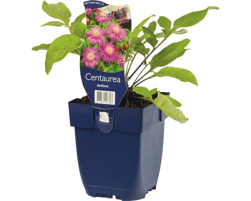 Chrpa bělavá FloraSelf Centaurea dealbata výška 5-50 cm květináč 0,5 l