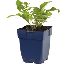 Chrpa bělavá FloraSelf Centaurea dealbata výška 5-50 cm květináč 0,5 l