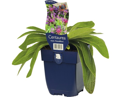 Chrpa horská FloraSelf Centaurea montana 'Grandiflora' 5-30 cm květináč 0,5 l Chrpovník horský v květináči
