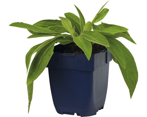 Rostlina v květináči