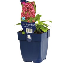 Mavuň červená FloraSelf Centranthus ruber 'Cocciuneus' 5-60 cm květináč 0,5 l