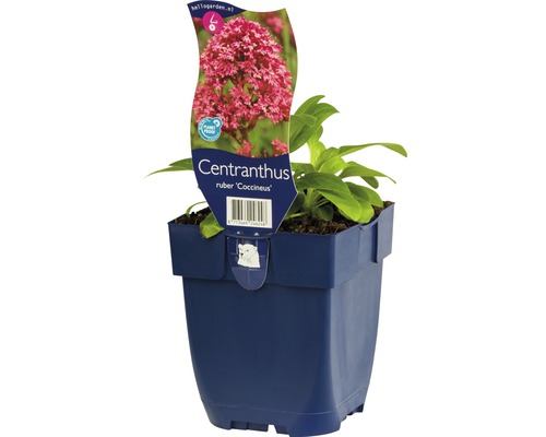 Červená kokarda Centranthus ruber v květináči