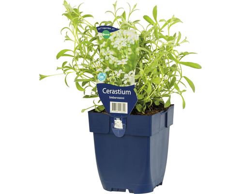 Rožec Biebersteinův FloraSelf Cerastium biebersteinii výška 5-15 cm květináč 0,5 l Rožec Biebersteinův FloraSelf Cerastium biebersteinii výška 5-15 cm květináč 0,5 l