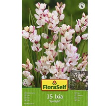 Balení Ixia Spotlight s nápisem FloraSelf