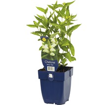 Želvice kosá FloraSelf Chelone obliqua 'Alba' 5-60 cm květináč 0,5 l