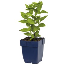 Želvice kosá FloraSelf Chelone obliqua 'Alba' 5-60 cm květináč 0,5 l