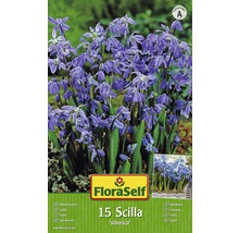 Balení 15 cibulovin Scilla siberica