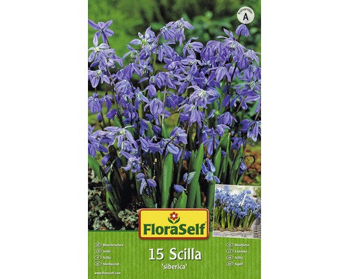 Balení 15 cibulovin Scilla siberica