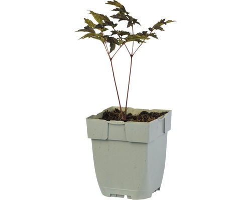 Ploštičník FloraSelf Cimicifuga (Actaea) 'Queen of Sheba' výška 5-30 cm květináč 0,5 l