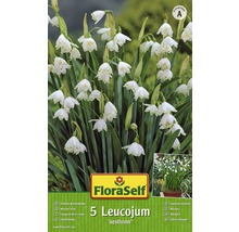 Balení Bledule letní s logem FloraSelf