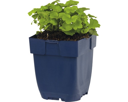 Muškát v modrém květináči