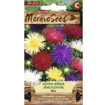 Balení semen nízké astry jehlicovité