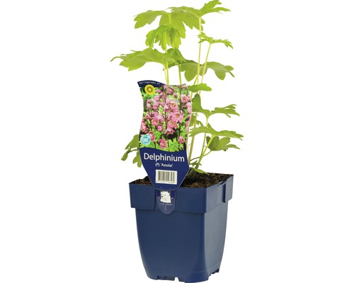 Stračka FloraSelf Delphinium-kultivar 'Astolat' výška 5-20 cm květináč 0,5 l Ostrožka rostlina v květináči
