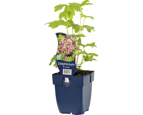 Stračka FloraSelf Delphinium-kultivar 'Astolat' 5-60 cm květináč 0,5 l