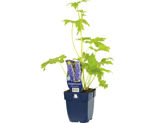 Stračka FloraSelf Delphinium kultivar Blue Bird' výška 5-20 cm květináč 0,5 l Ostronožka stračka Blue Bird v květináči