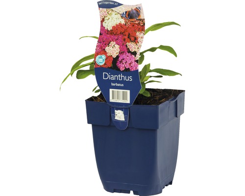 Hvozdík vousatý FloraSelf Dianthus barbatus 5-25 cm květináč 0,5 l, různé druhy Hvozdík v květináči