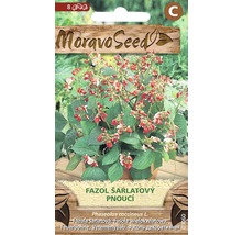 Balení semen fazole šarlatové značky Moravo Seed