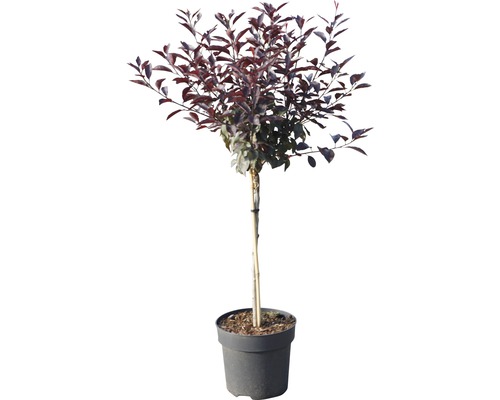 Kulovitý strom s tmavě červenými listy v květináči