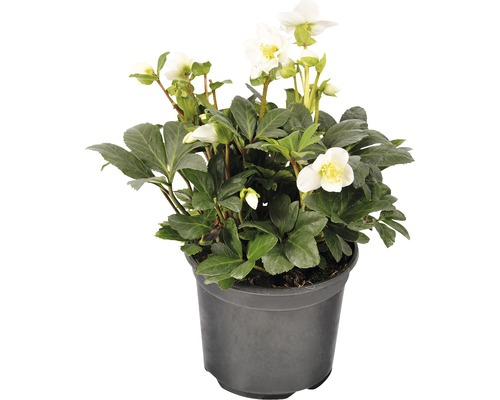 Čemeřice černá FloraSelf Helleborus niger 'Christmas Carol' květináč Ø 17 cm Čemeřice v květináči s bílými květy a zelenými listy.