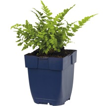 Kapraď FloraSelf Dryopteris filix-mas 5-30 cm květináč 0,5 l