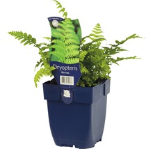 Kapraď FloraSelf Dryopteris filix-mas 5-30 cm květináč 0,5 l